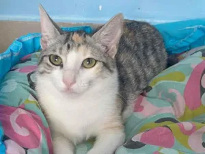 Gato raça Srd idade 7 a 11 meses nome Penélope