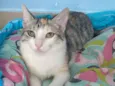 Penélope