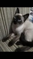 Pompom