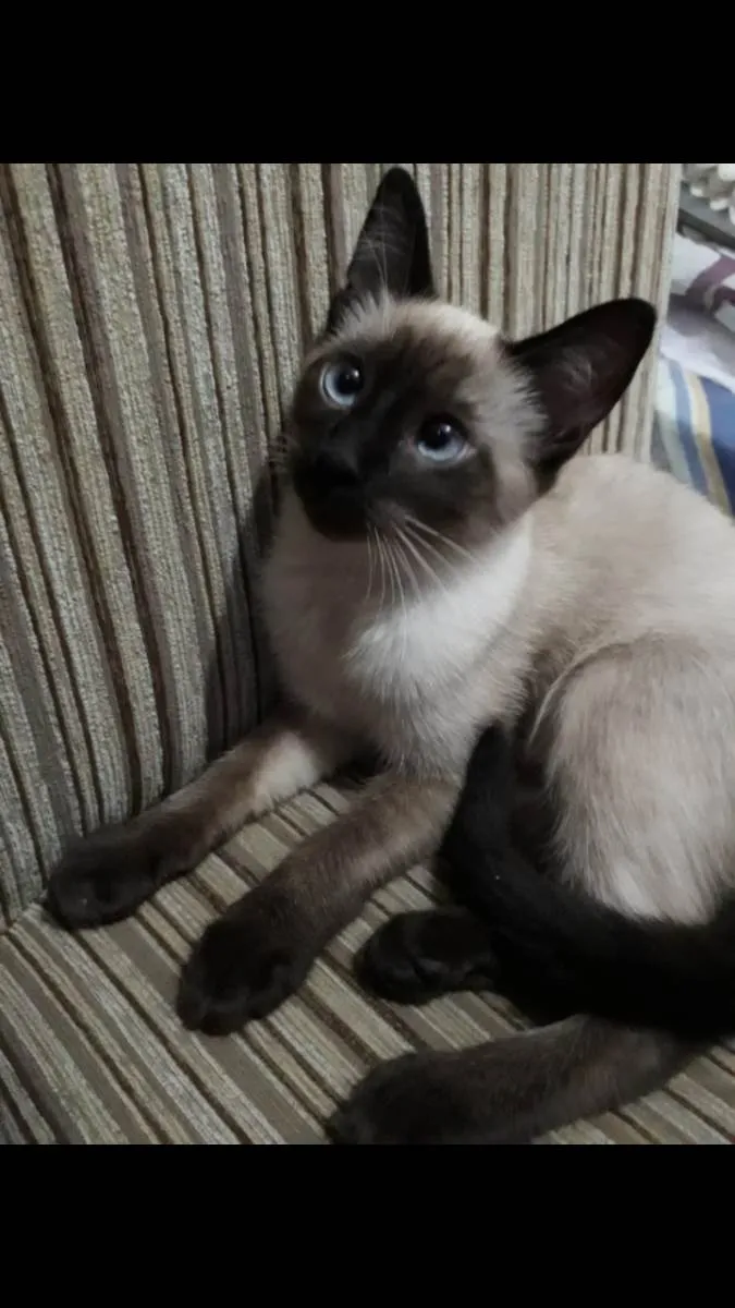 Gato ra a Siamês  idade 7 a 11 meses nome Pompom