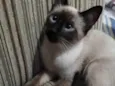 Pompom
