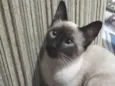 Pompom