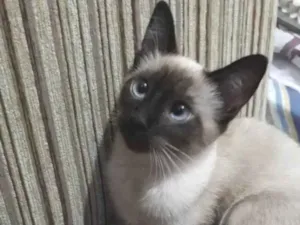 Gato raça Siamês  idade 7 a 11 meses nome Pompom