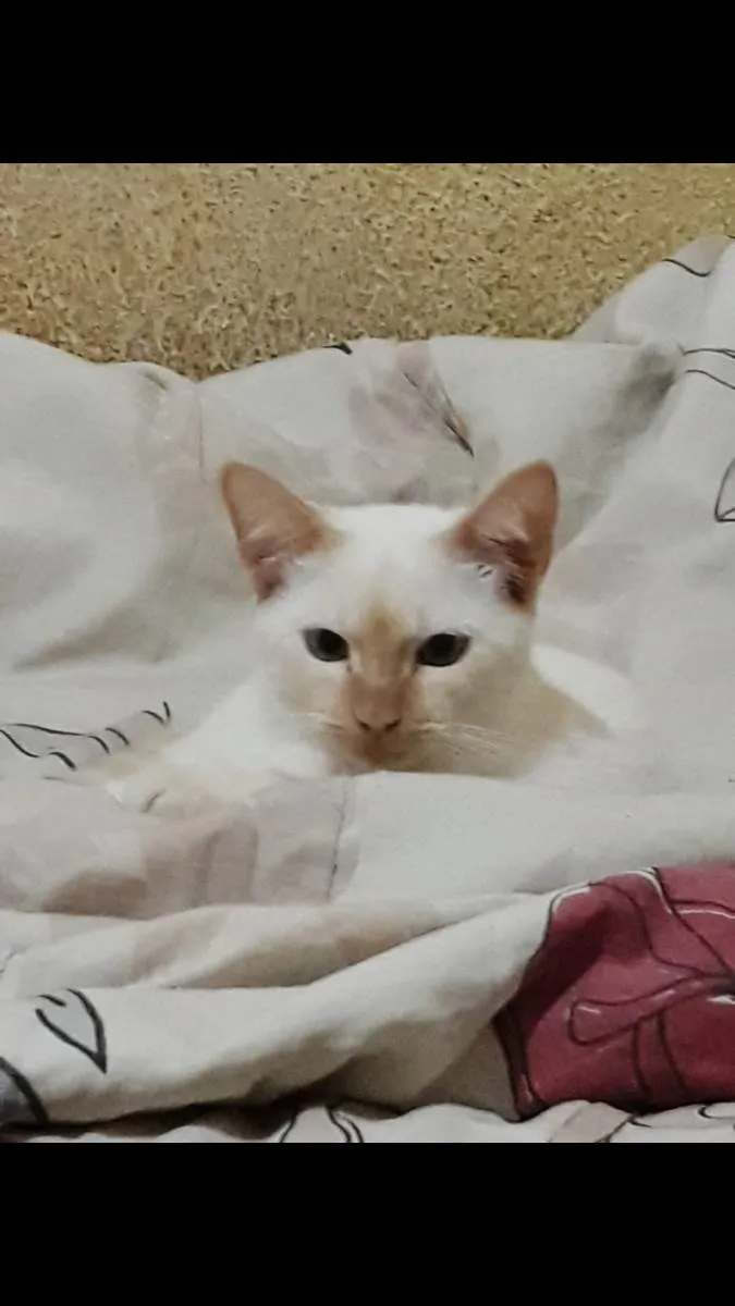 Gato ra a  idade 7 a 11 meses nome Boy