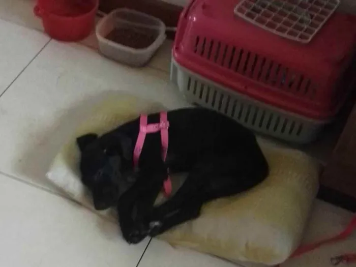 Cachorro ra a Labrador raceado idade 2 a 6 meses nome Baby