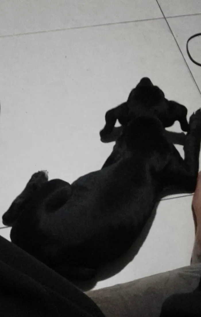 Cachorro ra a Labrador raceado idade 2 a 6 meses nome Baby