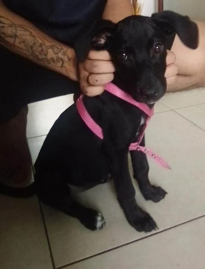 Cachorro ra a Labrador raceado idade 2 a 6 meses nome Baby