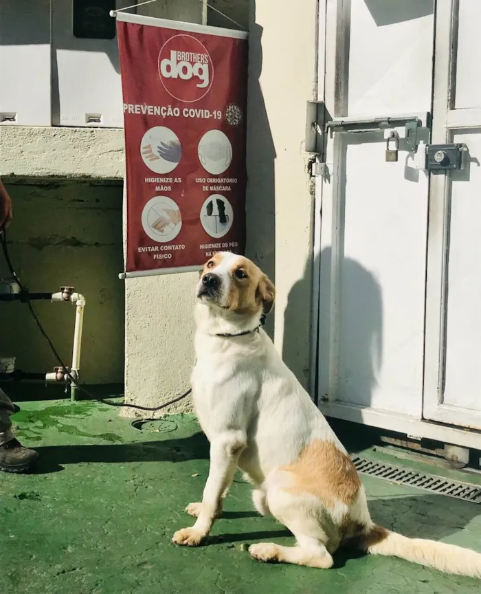 Cachorro ra a SRD idade 2 anos nome Apollo 