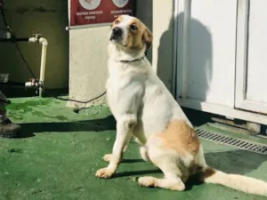 Cachorro raça SRD idade 2 anos nome Apollo 