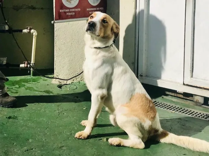 Cachorro ra a SRD idade 2 anos nome Apollo 