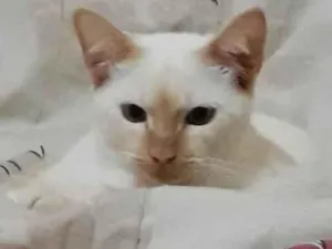 Gato raça  idade 7 a 11 meses nome Boy