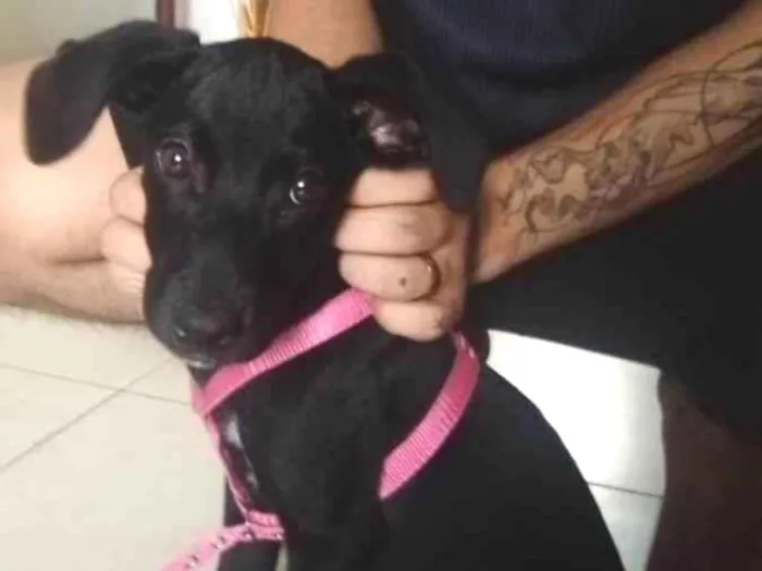 Cachorro ra a Labrador raceado idade 2 a 6 meses nome Baby