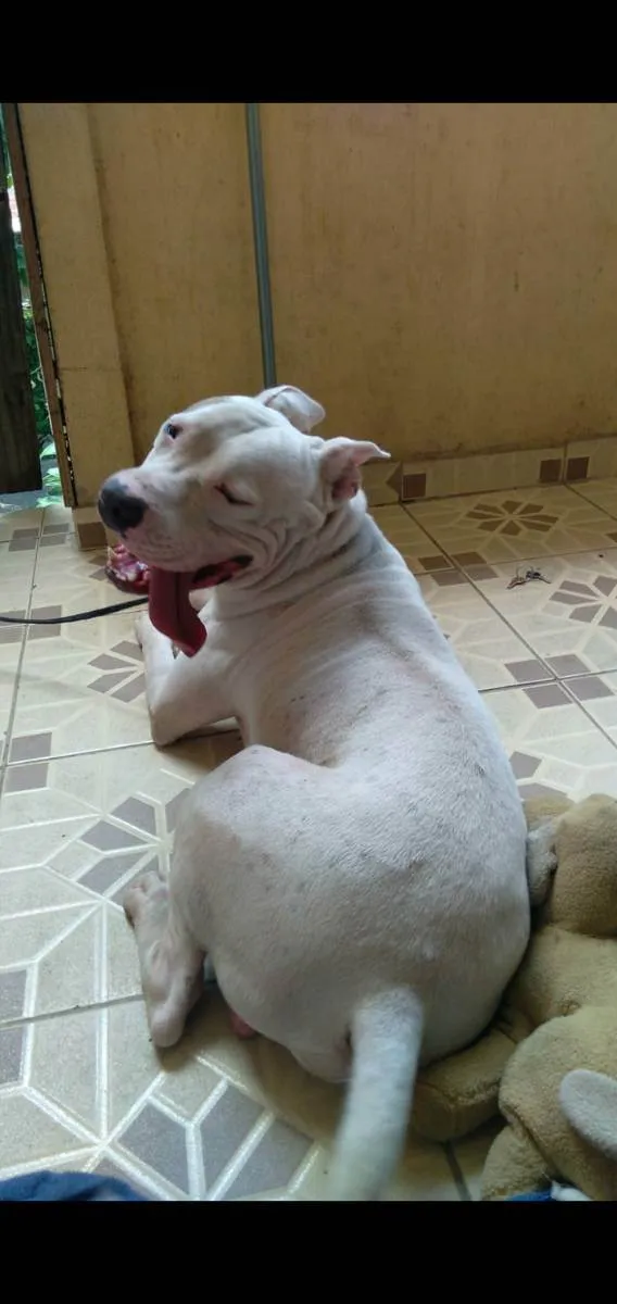 Cachorro ra a Pit bull  idade 1 ano nome Flock