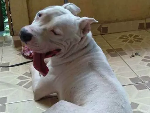 Cachorro ra a Pit bull  idade 1 ano nome Flock