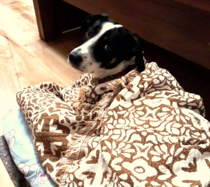 Cachorro ra a SRD idade 7 a 11 meses nome Xereta