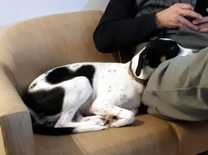 Cachorro ra a SRD idade 7 a 11 meses nome Xereta