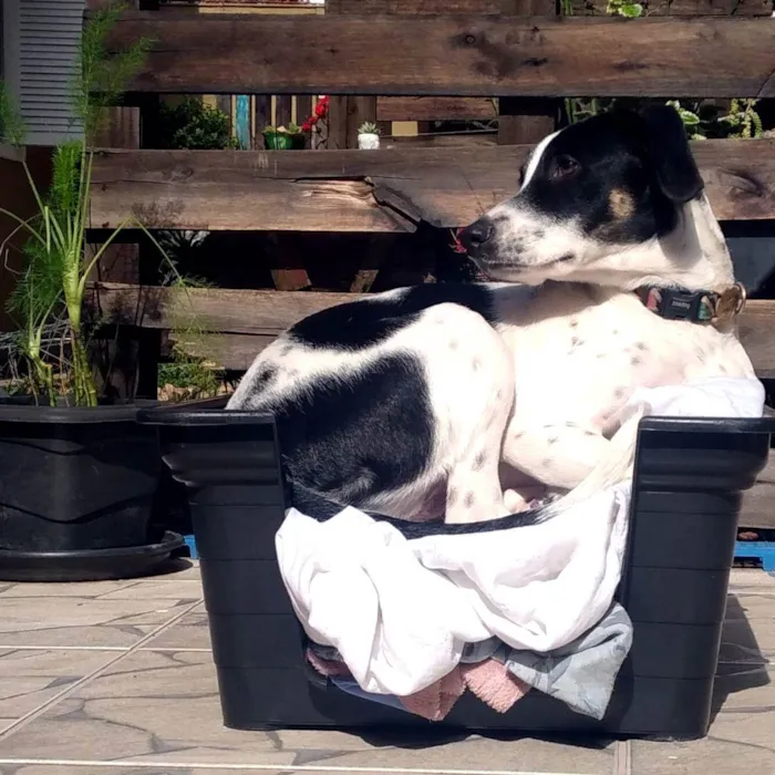 Cachorro ra a SRD idade 7 a 11 meses nome Xereta
