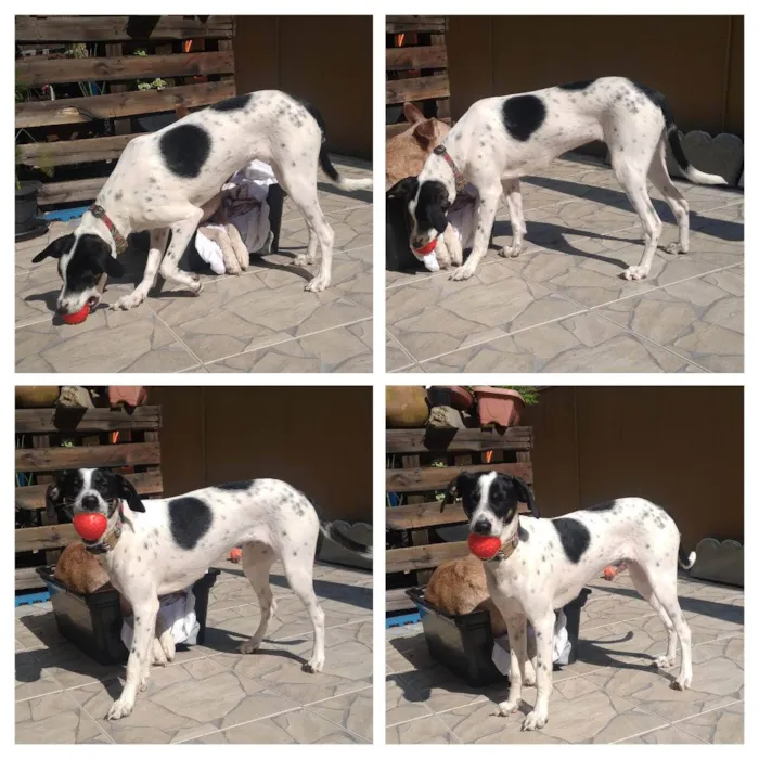 Cachorro ra a SRD idade 7 a 11 meses nome Xereta