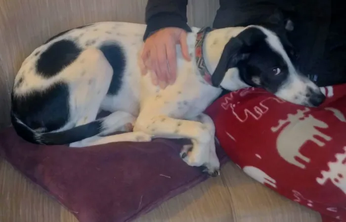 Cachorro ra a SRD idade 7 a 11 meses nome Xereta