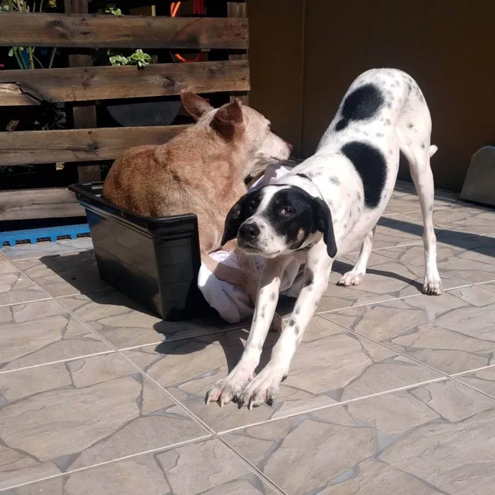 Cachorro ra a SRD idade 7 a 11 meses nome Xereta