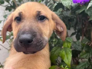 Cachorro raça SRD  idade 2 a 6 meses nome Sem Nome
