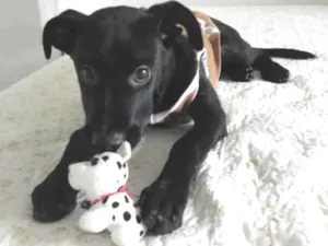 Cachorro raça SRD idade 2 a 6 meses nome Saori