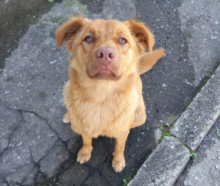 Cachorro ra a Não sei idade 2 anos nome Colocamos caramelo 