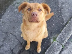 Cachorro raça Não sei idade 2 anos nome Colocamos caramelo 
