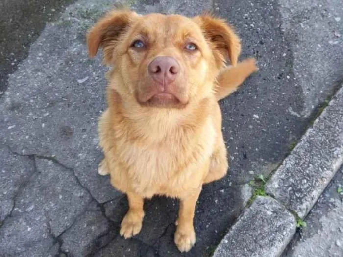 Cachorro ra a Não sei idade 2 anos nome Colocamos caramelo 