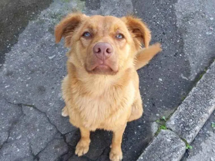 Cachorro ra a Não sei idade 2 anos nome Colocamos caramelo 