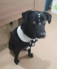 Cachorro raça Sdr idade 1 ano nome Pitty