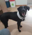 Cachorro raça Sdr idade 1 ano nome Pitty