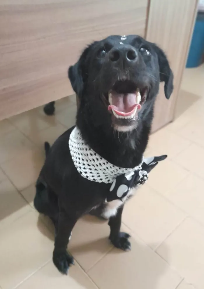 Cachorro raça Sdr idade 1 ano nome Pitty