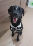 Cachorro raça Sdr idade 1 ano nome Pitty