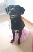 Cachorro raça Sdr idade 1 ano nome Pitty