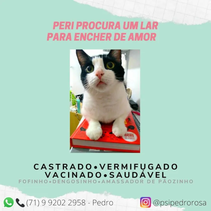 Gato raça  idade 6 ou mais anos nome Peri