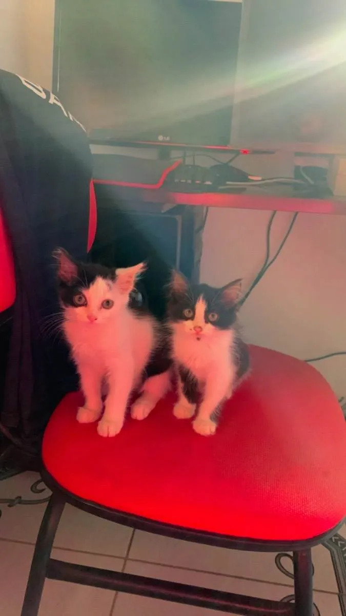 Gato raça  idade Abaixo de 2 meses nome Aurora e Bela