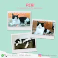 Peri
