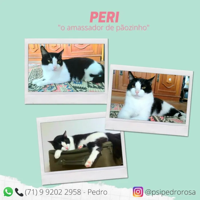 Gato raça  idade 6 ou mais anos nome Peri