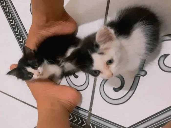 Gato raça  idade Abaixo de 2 meses nome Aurora e Bela