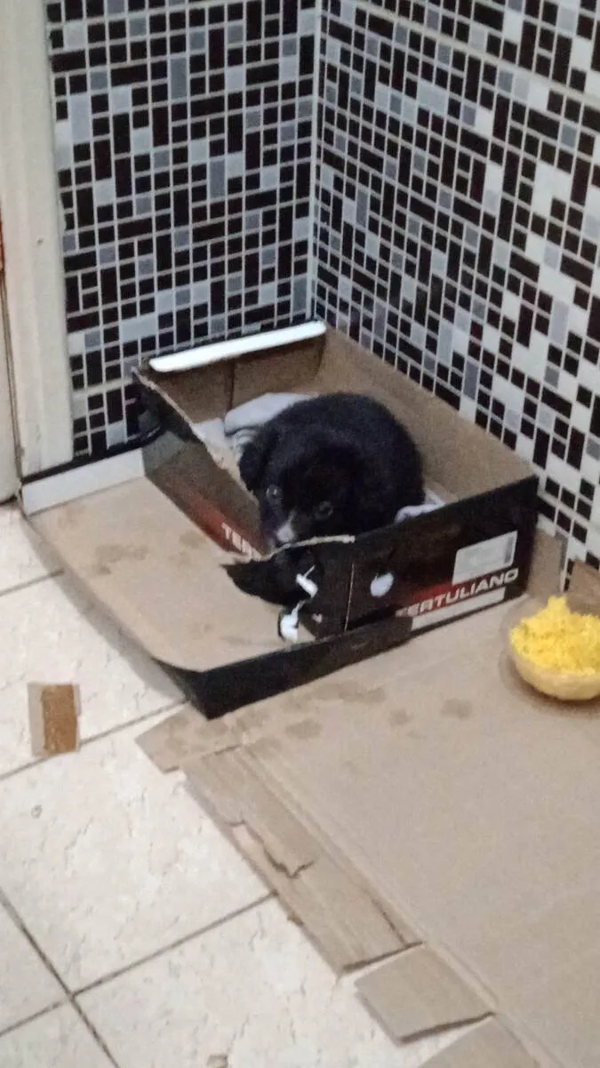 Cachorro raça Desconhecida  idade 2 a 6 meses nome Donald/Filé 