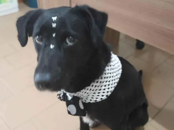 Cachorro raça Sdr idade 1 ano nome Pitty