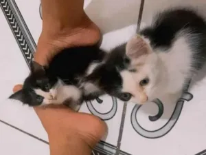 Gato raça  idade Abaixo de 2 meses nome Aurora e Bela