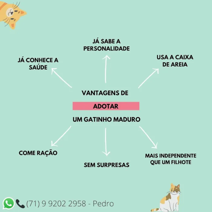 Gato raça  idade 6 ou mais anos nome Peri