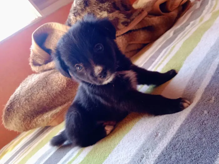 Cachorro raça Desconhecida  idade 2 a 6 meses nome Donald/Filé 