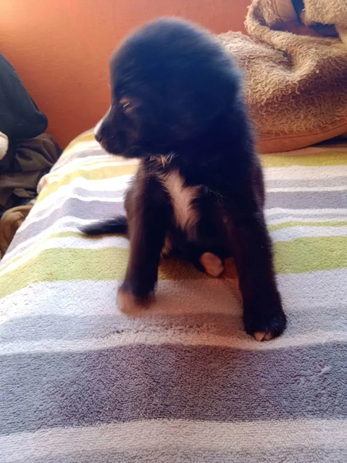 Cachorro raça Desconhecida  idade 2 a 6 meses nome Donald/Filé 