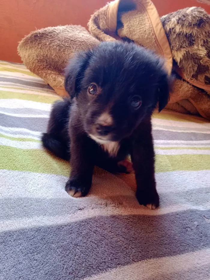 Cachorro raça Desconhecida  idade 2 a 6 meses nome Donald/Filé 