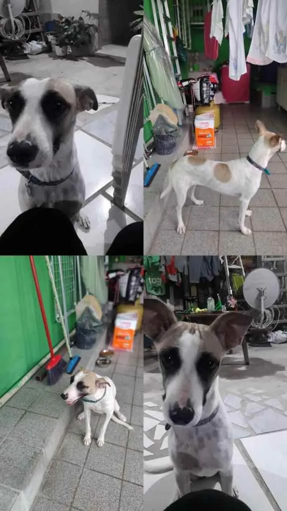 Cachorro ra a Vira Lata idade 7 a 11 meses nome Jade