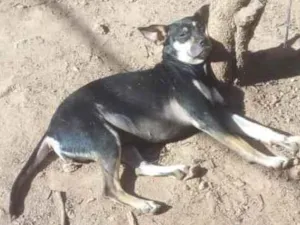 Cachorro raça Mestiça buldogues, dogue  idade 2 anos nome Kbala 