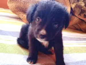 Cachorro raça Desconhecida  idade 2 a 6 meses nome Donald/Filé 